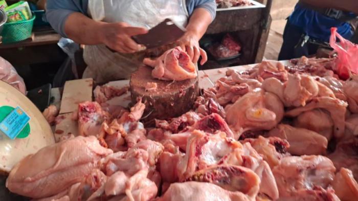 Harga Ayam Broiler Stabil di Pasar Tradisional di Jambi, Lebih Murah di Pedagang Kaki Lima