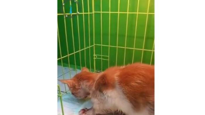 Kucing peliharaan milik warga Perumahan Karila Mayang Asri, Blok