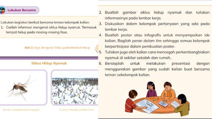 Gambar soal untuk kunci jawaban Ilmu Pengetahuan Alam dan Sosial (IPAS) Kelas 3 SD Kurikulum Merdeka bagian Lakukan Bersama tentang Siklus Hidup Nyamuk pada BAB 2 Ayo, Mengenal Siklus pada Makhluk Hidup halaman 49-50.