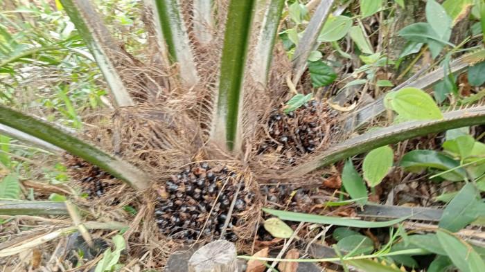 BEKUM TERPENGARUH-Kenaikan kurs dolar AS ke Rp17.602 belum berdampak pada harga sawit maupun upah pekerja kebun di Kecamatan Merlung, Tanjung Jabung Barat.