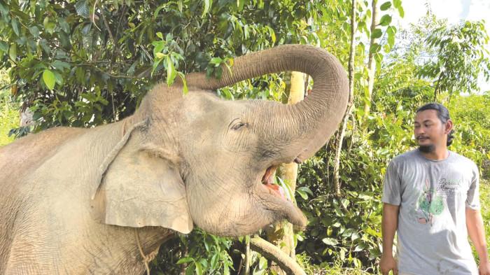 MAHOUT GAJAH - Agus Rembo, mahout gajah di bentang alam Bukit Tigapuluh, Kabupaten Tebo, Senin (4/5/2026). Dia memahami perilaku gajah dan mengetahui kebiasaannya.