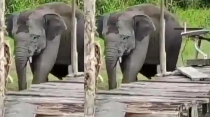 Gajah Sumatera