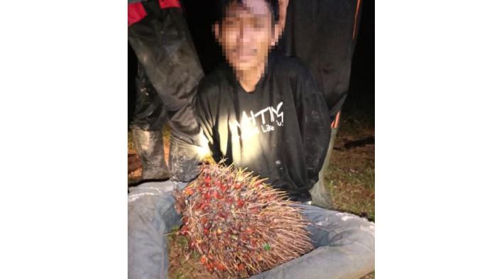 Seorang pelaku pencurian buah kelapa sawit asal Desa Tuo Ilir, Kecamatan Tebo Ilir Kabupaten Tebo berhasil diamankan Warga, Sabtu (11/10) dini hari.