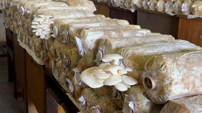 JAMUR TIRAM - Jamur tiram tumbuh di baglog yang ada di Rumah Jamur SMPN 11 Batang Hari, Kabupaten Batang Hari, Provinsi Jambi.