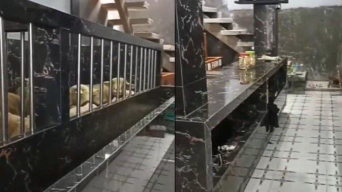 VIRAL Rumah Mewah 2 Lantai Dihuni Hewan Domba, Warganet: Apakah Aku Harus Jadi Kambing