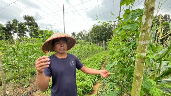 PETANI PARE - Sanubi (39), petani pare, saat memperlihatkan hasil taninya di kebun Desa Tunas Mudo, Kecamatan Sekernan, Kabupaten Muaro Jambi.