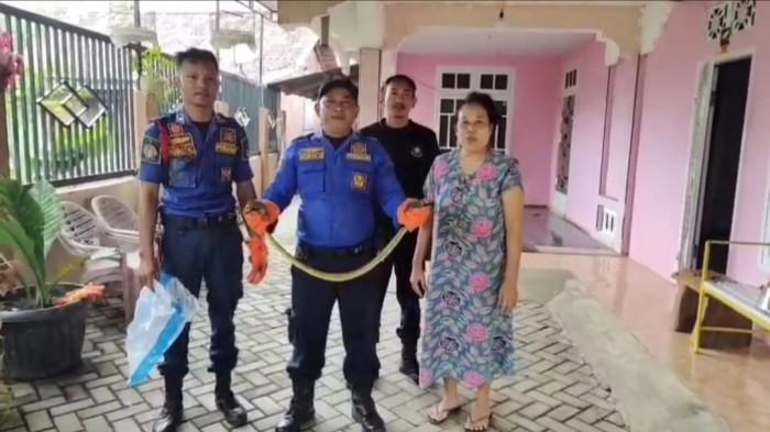 Ular Kobra Sepanjang 1 Meter Ditemukan di Sumur Warga di Tebo, Dievakuasi Damkar