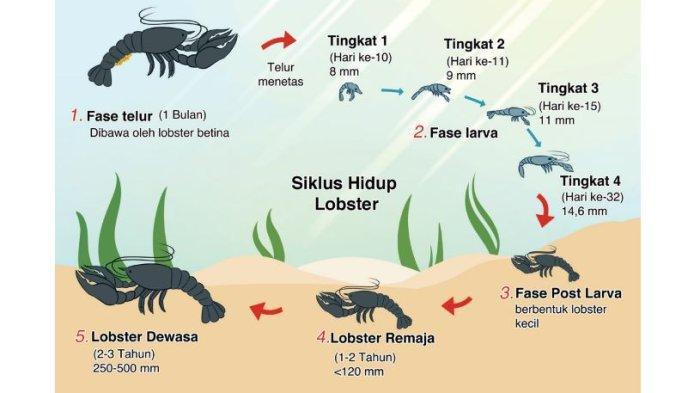 Siklus Hidup Lobster