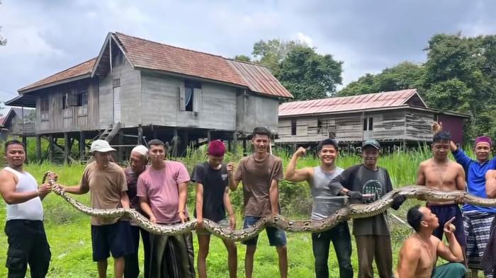 ULAR SANCA - Ular sanca 6 meter di permukiman warga Tanjung Aur, Kelurahan Arab Melayu, Seberang, Kota Jambi, ditangkap warga, Rabu (15/4/2026).