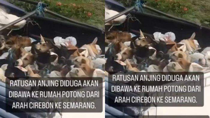 Viral Ratusan Anjing Diangkut ke Penjagalan di Sragen, Diduga akan Dibawa ke Rumah Potong