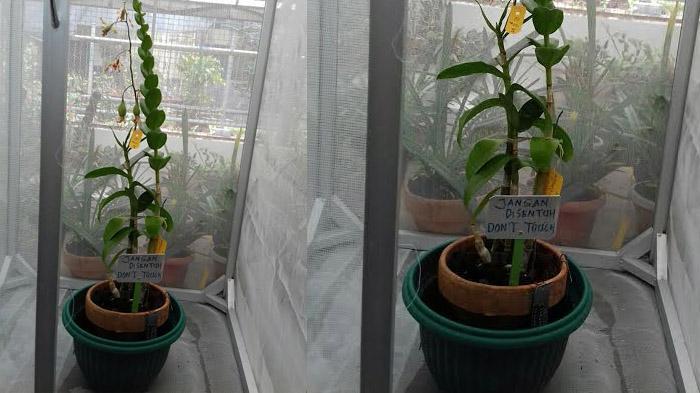 Diserang Jamur, Anggrek Iriana Jokowi Dirawat di Kebun Raya Bogor