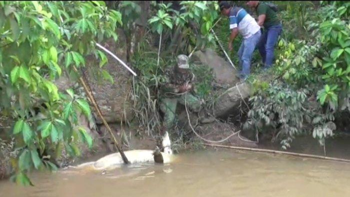 Detik-detik Warga Diserang Buaya Saat Mencari Ikan, Saat Ditemukan Alami Luka Robek di Betis