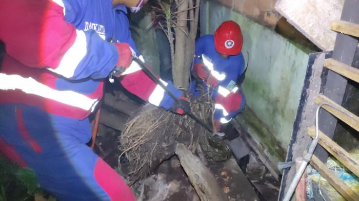 Evakuasi ular sanca di rumah warga Jalan Kampung Bugis, RT 23, Kelurahan Aur Kenali, Kecamatan Telanaipura, Kota Jambi, Minggu (29/3/2026) waktu subuh.