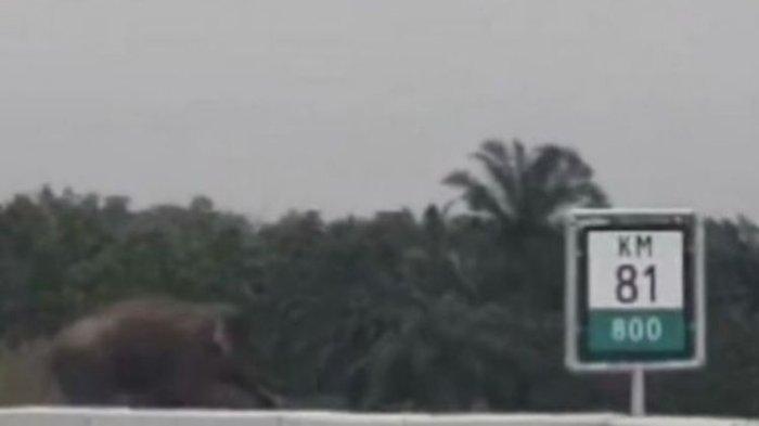 Viral Gajah Sumatera Seberangi Jalan Tol Pekanbaru- Dumai