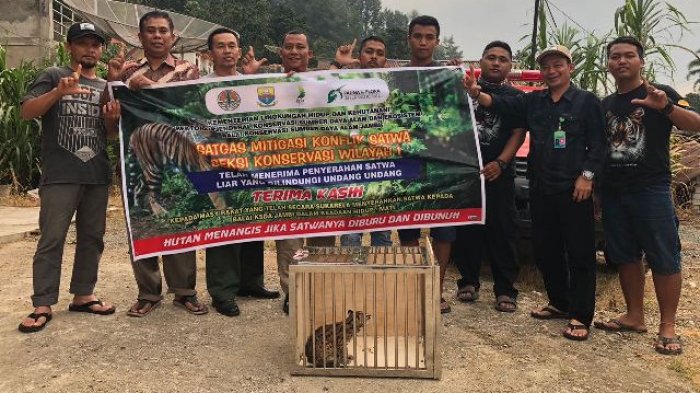 Kucing Hutan Sering Dimanfaatkan Sebagai Peliharaan Secara Ilegal