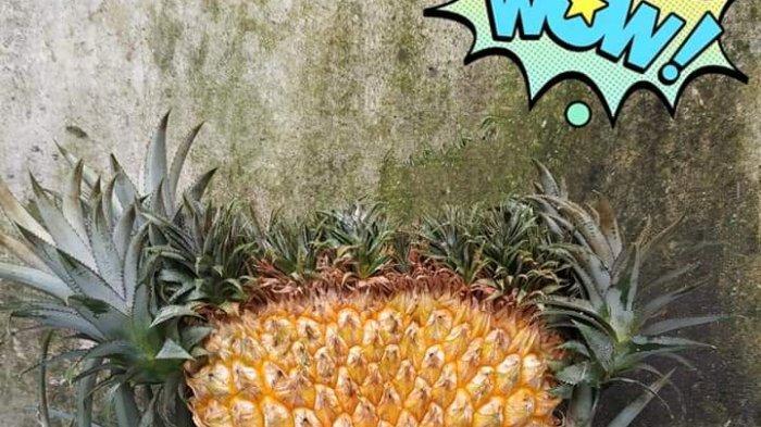 Viral Nanas Berukuran Jumbo Berdelapan Mahkota Menyerupai Kipas Ditemukan Petani Muarojambi
