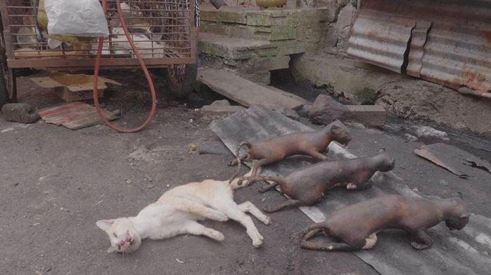 VIRAL - Dua Bule Selamatkan Kucing yang Akan Dipanggang di Pasar Tomohon Manado