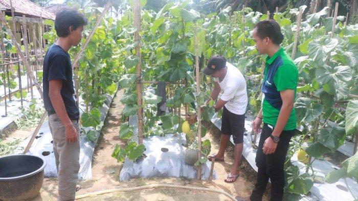 Berawal dari Iseng, Heri dan Kawan-kawan 'Sulap' Pekarangan Rumah Jadi Kebun Melon