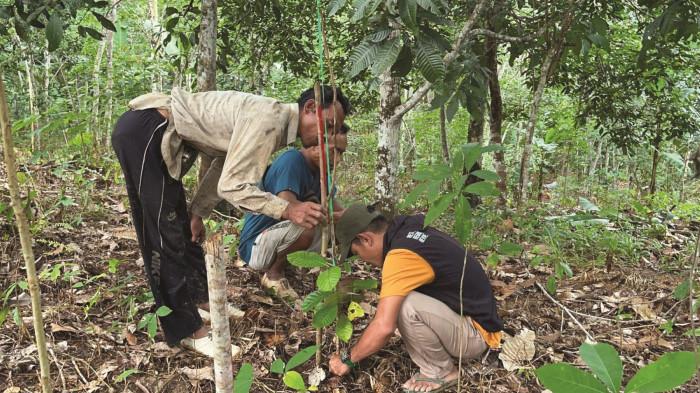 TRIBUN JAMBI/RIFANI HALIM
WARGA DAN GAJAH - Gajah di kawasan Dusun Benteng Makmur, Desa Muara Kilis, Kabupaten Tebo. Warga setempat pernah bergesekan dengan satwa dilindungi, hingga akhirnya melakukan perubahan pola kehidupan agar tidak ada bisa berdampingan, Senin (4/5/2026).