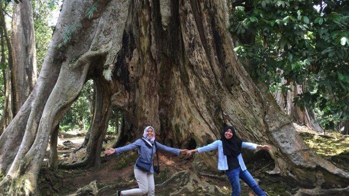 'Pohon Raksasa' Berusia Ratusan Tahun Ini, Jadi Spot Foto hingga Prewedding di Candi Koto Mahligai