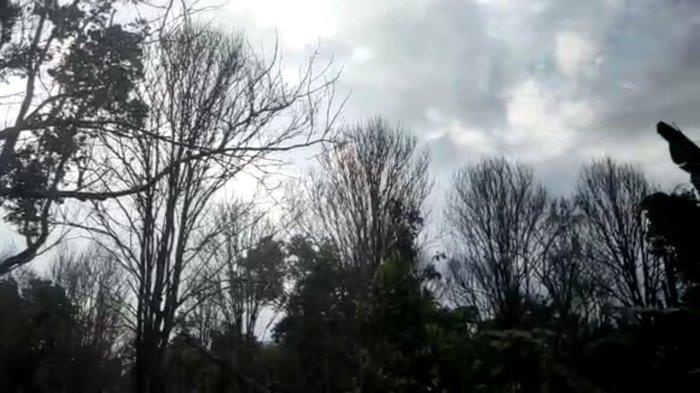 Duku Kumpeh Diprediksi Punah 2031, Kena Serangan Jamur Phytophthora Palmivora