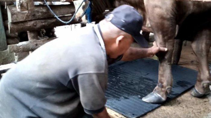 Agar Tidur Nyenyak, Sapi Milik Jokowi Seberat 1,2 Ton Ini Diberi Karpet Hitam Seharga Rp 2 Juta