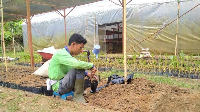 Begini Cara Dapat Bibit Gratis dari Hutan Pinus Kota Jambi