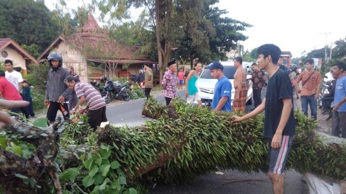 Pohon Tua di Sekernan Tiba-tiba Tumbang, Pengendara Sempat Tertimpa Hingga Luka-luka