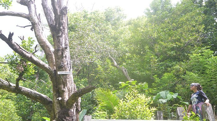 Inilah Cengkeh Tertua di Indonesia