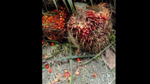 12092025-kelapa-sawit.jpg