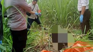 20251028-Ilustrasi-penemuan-jasad-di-kebun-tebu.jpg