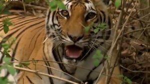 Arti-mimpi-diburu-macan-memiliki-makna-yang-baik.jpg