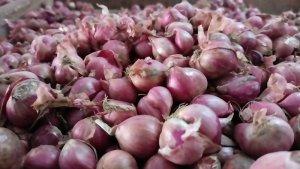 BAWANG-KOTA-JAMBI-BOS.jpg