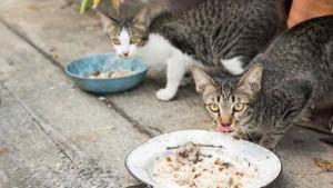 Babak-Belur-Istri-Dianiaya-Suami-perkara-Kasih-makan-Kucing-Saya-Baru-Pulang-dari-Pasar.jpg
