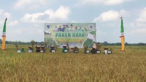 Bupati-Batang-Hari-Fadhil-Arief-saat-panen-raya-di-Desa-Terusan.jpg