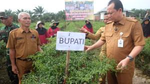 Bupati-Muaro-Jambi-Turun-Langsung-ke-Kebun.jpg