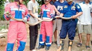 Damkar-Kota-Jambi-evakuasi-ular-kobra-yang-bersarang-di-mesin-air.jpg