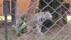 Harimau-Putih-Penghuni-Baru-Taman-Rimba-Jambi.jpg