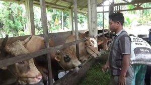 Jelang-Idul-Adha-Permintaan-Hewan-Kurban-di-Tanjabtim-Masih-Sepi.jpg