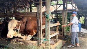 PENAMPAKAN-Gowor-Sapi-Kurban-Prabowo-di-Kota-Jambi-Berat-770-Kg.jpg