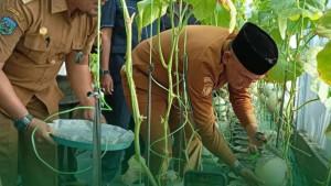 Panen-Perdana-Melon-di-Sarolangun-jambi.jpg