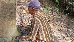 Petani-Karet-Desa-Petaling-Jaya-Muaro-Jambi-Merugi-2.jpg