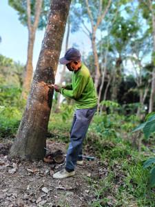 Petani-Karet-Ungkap-Kronologi-Penggusuran-Lahan-jambi.jpg