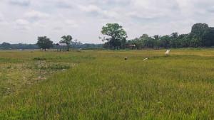 Petani-Tebo-Jambi-Dapat-Bantuan-Cetak-Sawah-500-Hektare.jpg