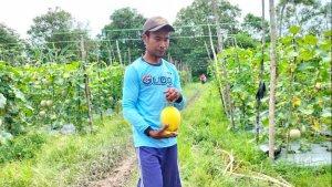 Petani-melon-di-Muaro-Jambi.jpg