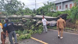 Pohon-Besar-Tumbang-di-Simpang-Sungai-Duren-Jambi-Macet-hingga-Belasan-Kilometer.jpg