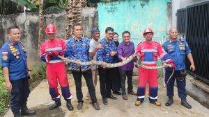 Seekor-ular-sanca-sepanjang-tiga-meter-masuk-ke-rumah-warga.jpg