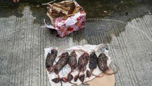 kepala-tikus-teror-tempo-22032025.jpg