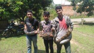 komunitas-ralu-jambee-menangkap-ular.jpg