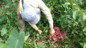 penampakan-bunga-bangkai-di-kebun-pisang-warga-sekernan-muaro-jambi.jpg